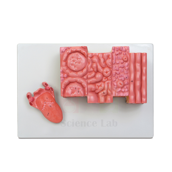 Microstructure of the Human Tongue Model